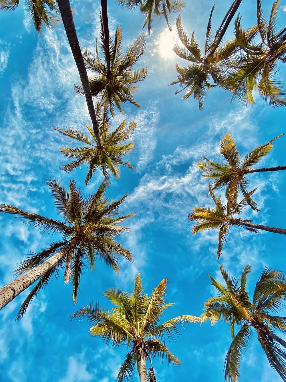 Palm trees against a blue sky - Tropical