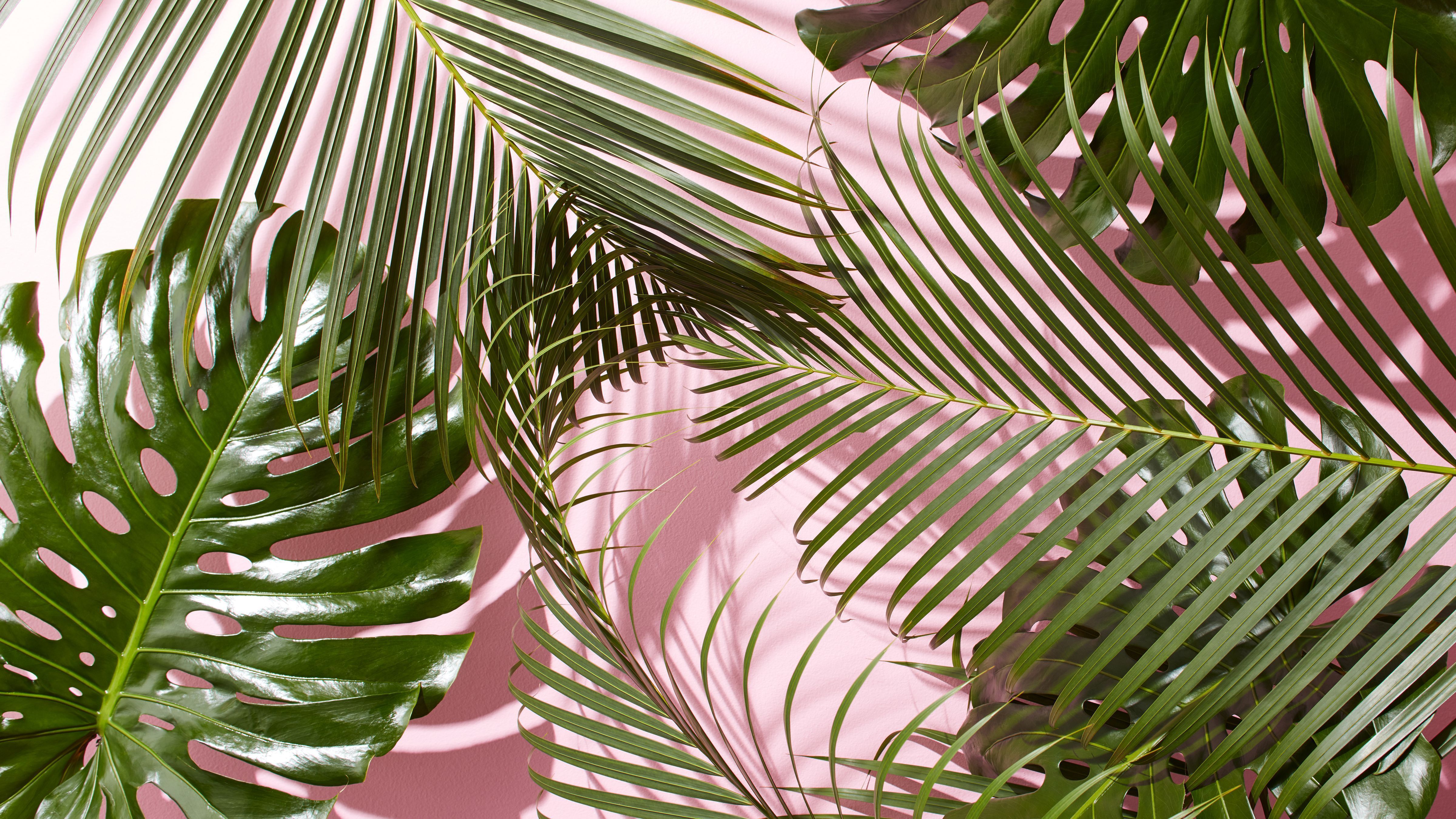 Monstera and palm leaves on a pink background - Travel, tropical, leaves, plants