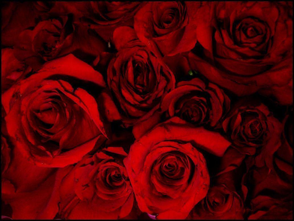 Red roses are a symbol of love and passion. - Blood