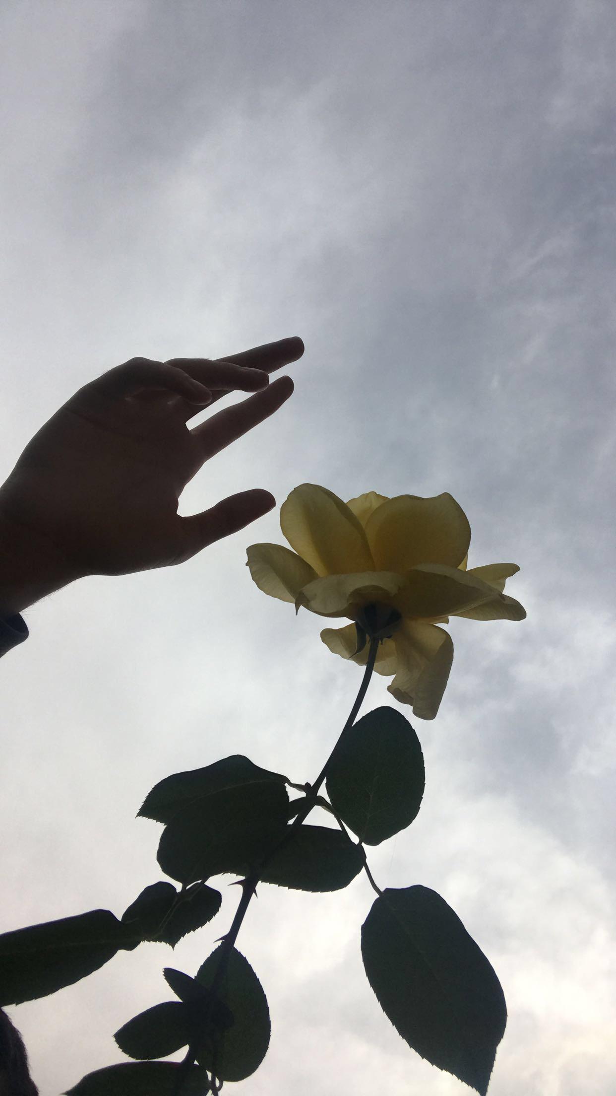 A hand reaching for a yellow rose against a cloudy sky. - Photography