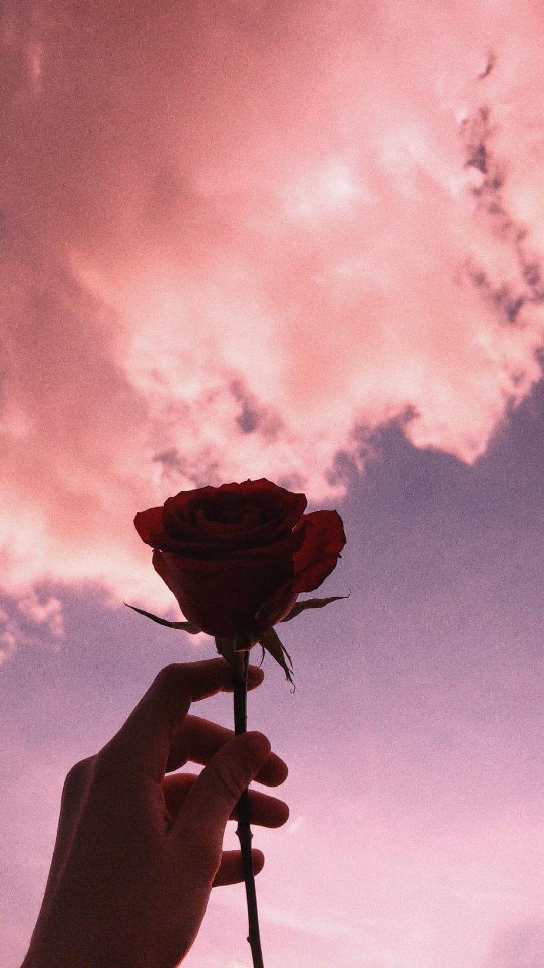 Aesthetic wallpaper of a hand holding a red rose against a pink and blue sky - Photography, garden, shadow, roses, sky