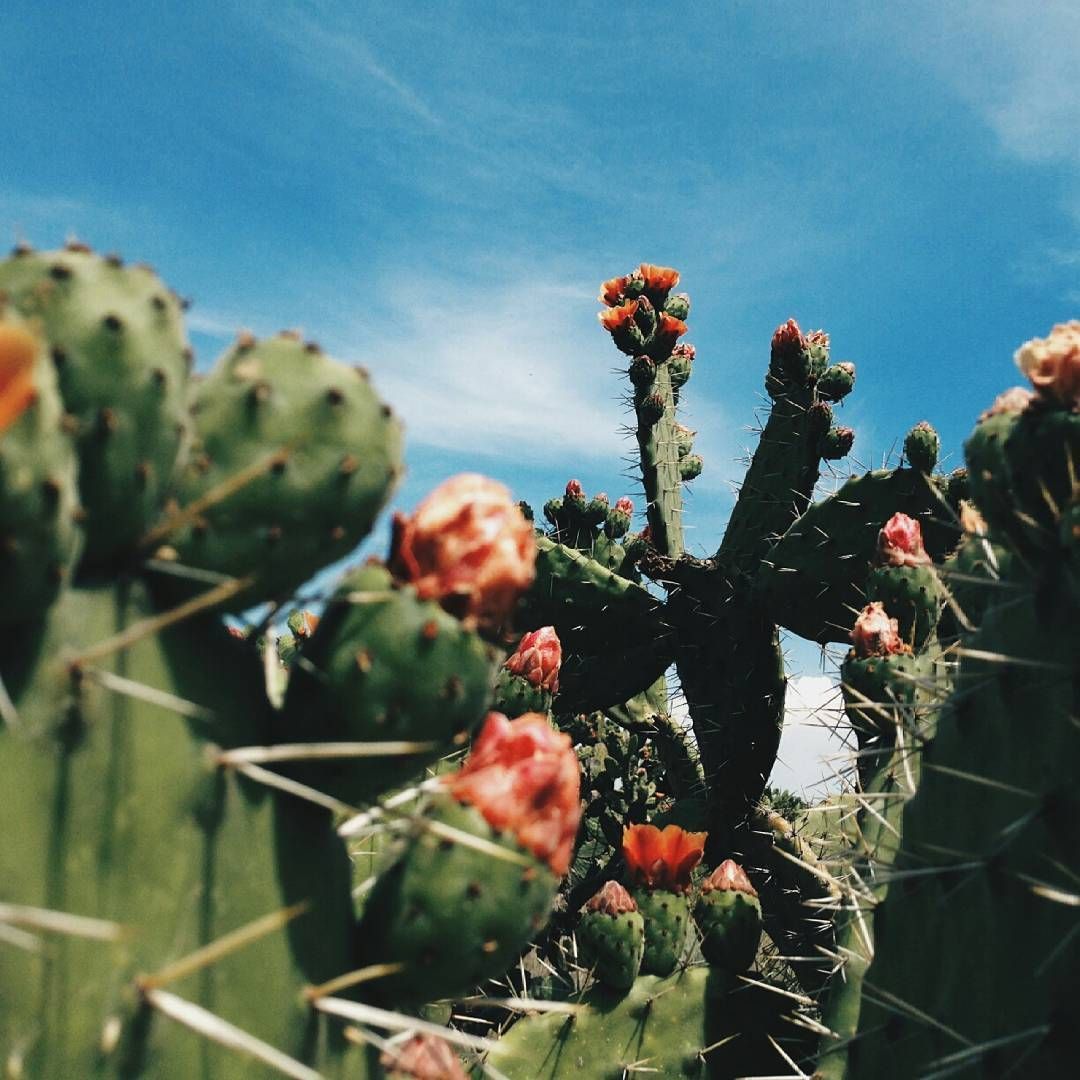 A blooming cactus against a blue sky - Mexico