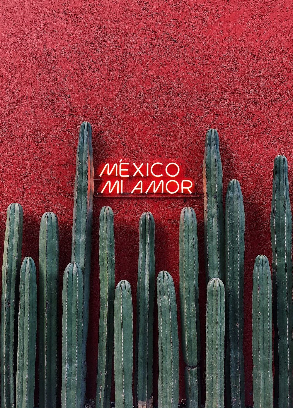 A red neon sign that says Mexico Mi Amor is placed between two rows of cacti in front of a red wall. - Mexico