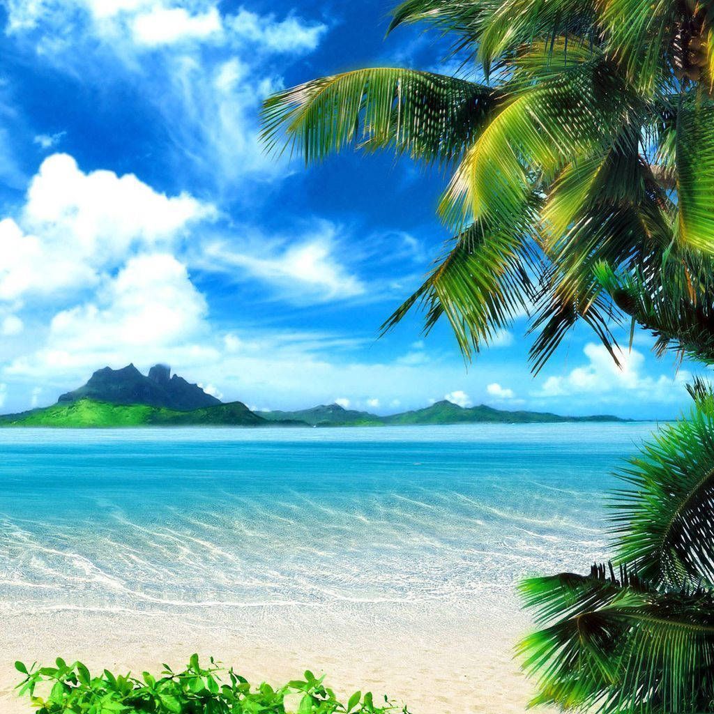 A tropical beach with palm trees and blue water - Tropical