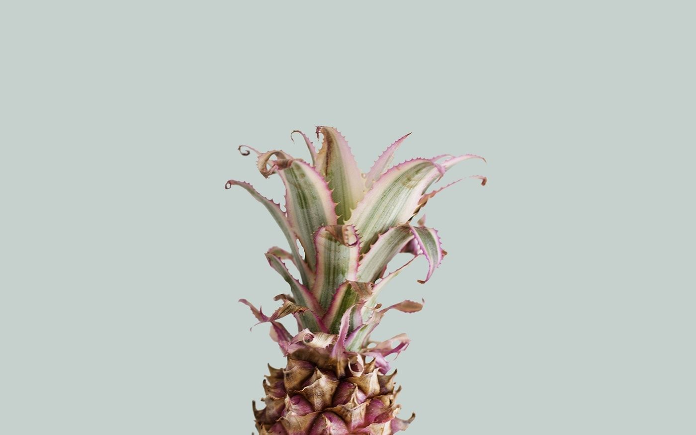 A pineapple with pink leaves - Tropical
