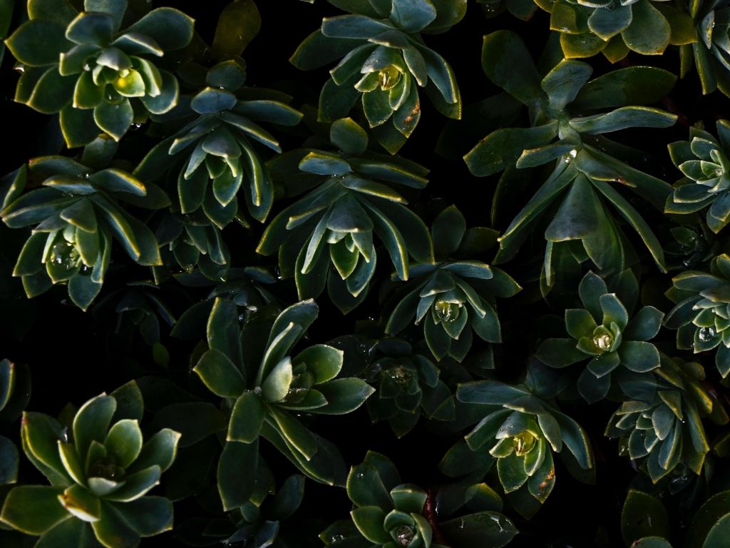 A close up of some green plants - Succulent