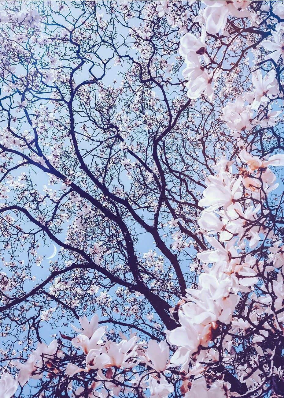 A tree with pink flowers in the sky - Photography, cherry blossom