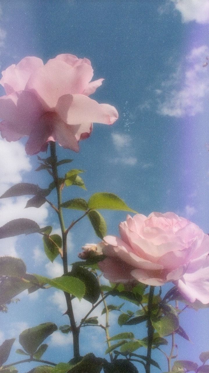 Aesthetic pink roses against a blue sky - Photography