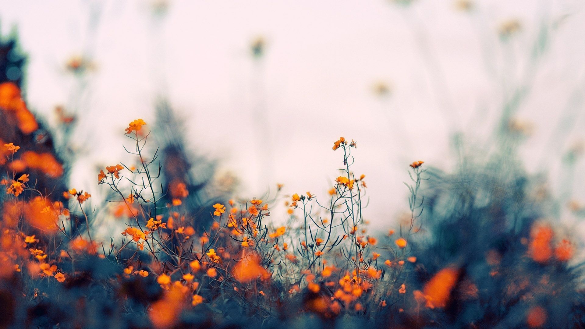 A field of orange flowers with a white sky in the background. - Photography