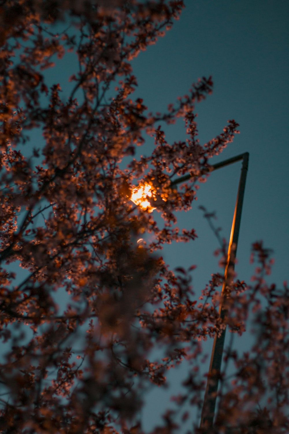 A street light is shining on the tree - Night