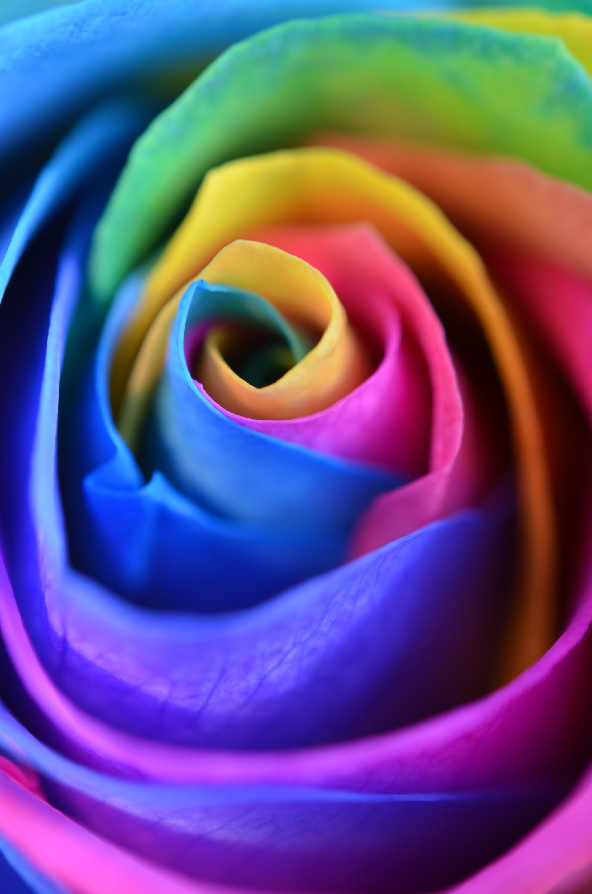 A rose with rainbow colors - Rainbows