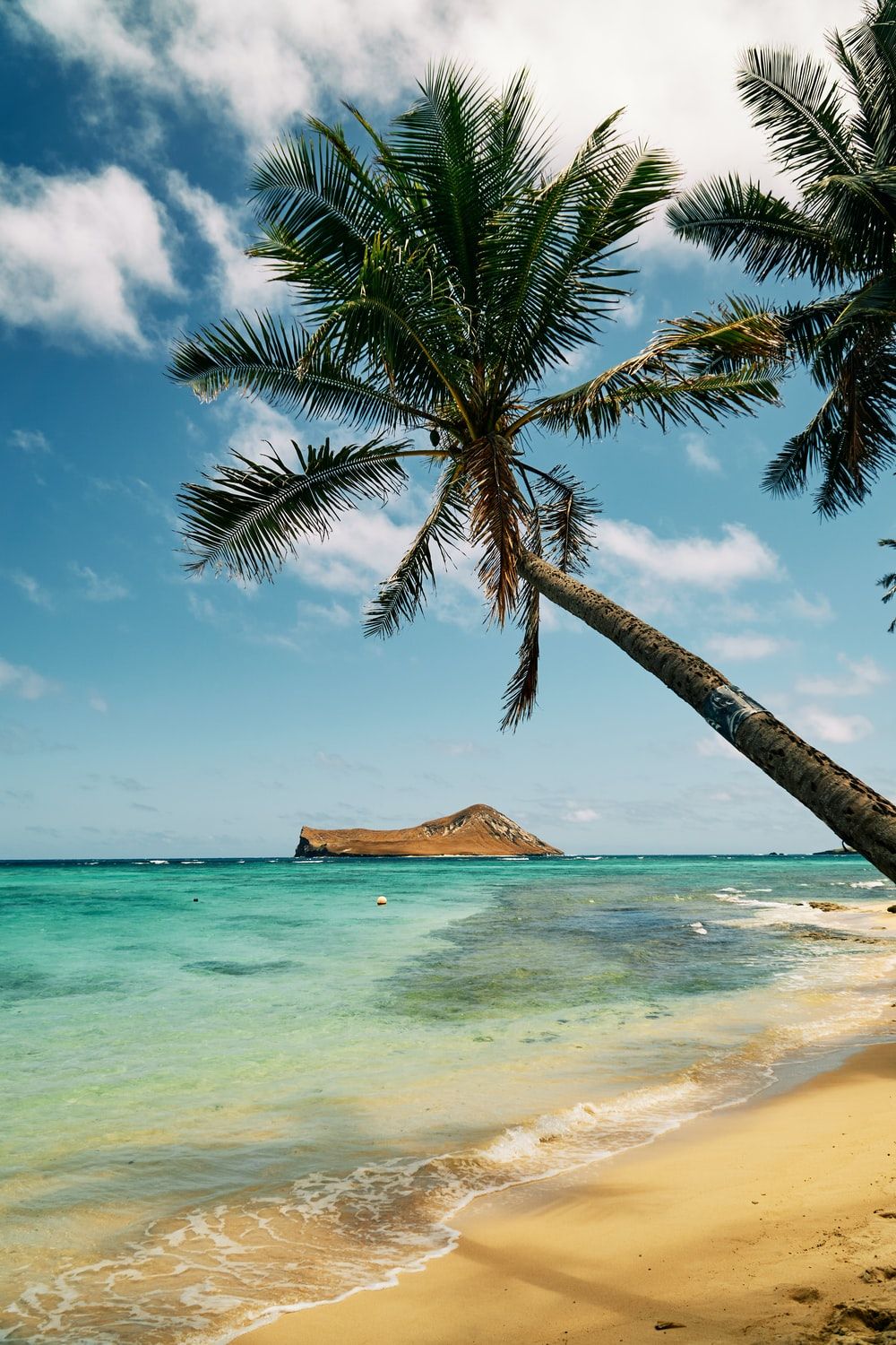 A palm tree leans over a sandy beach in Hawaii. - Hawaii