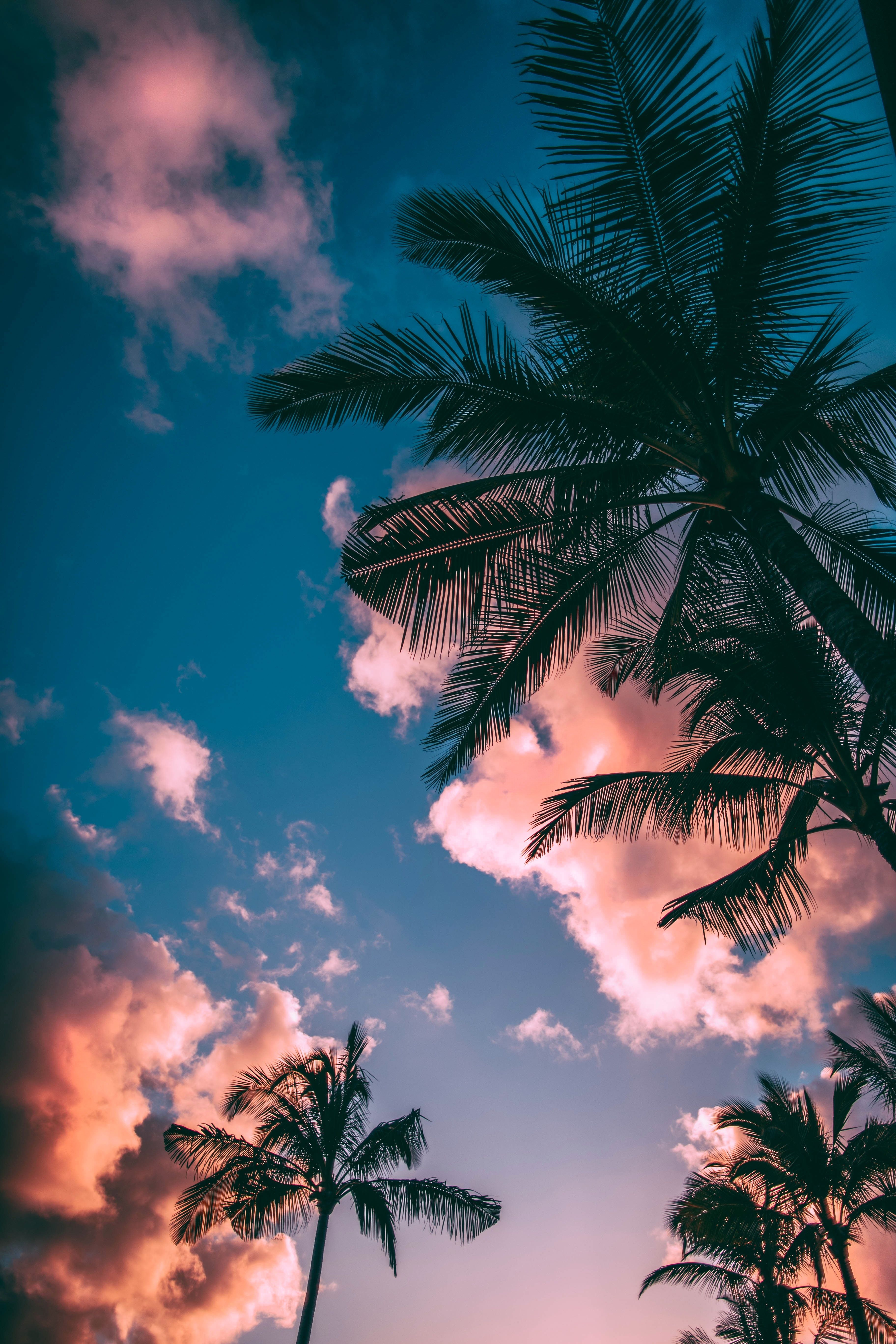 Green And Brown Coconut Trees Under Clear Blue Sky · Free