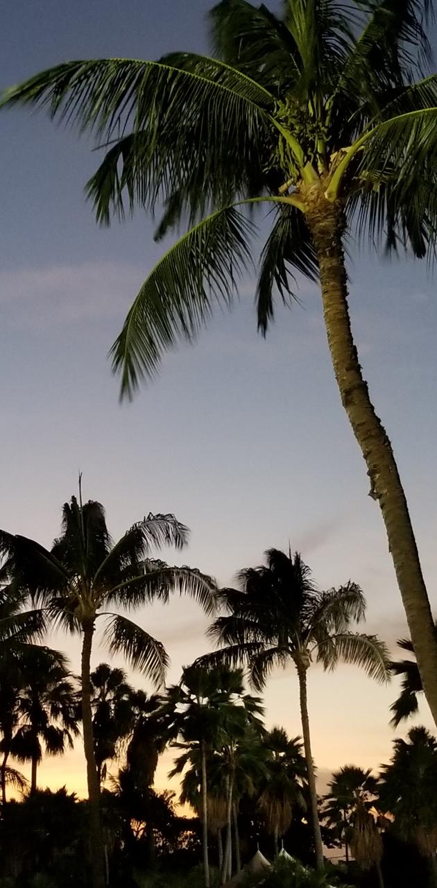 A palm tree and some other trees - Hawaii