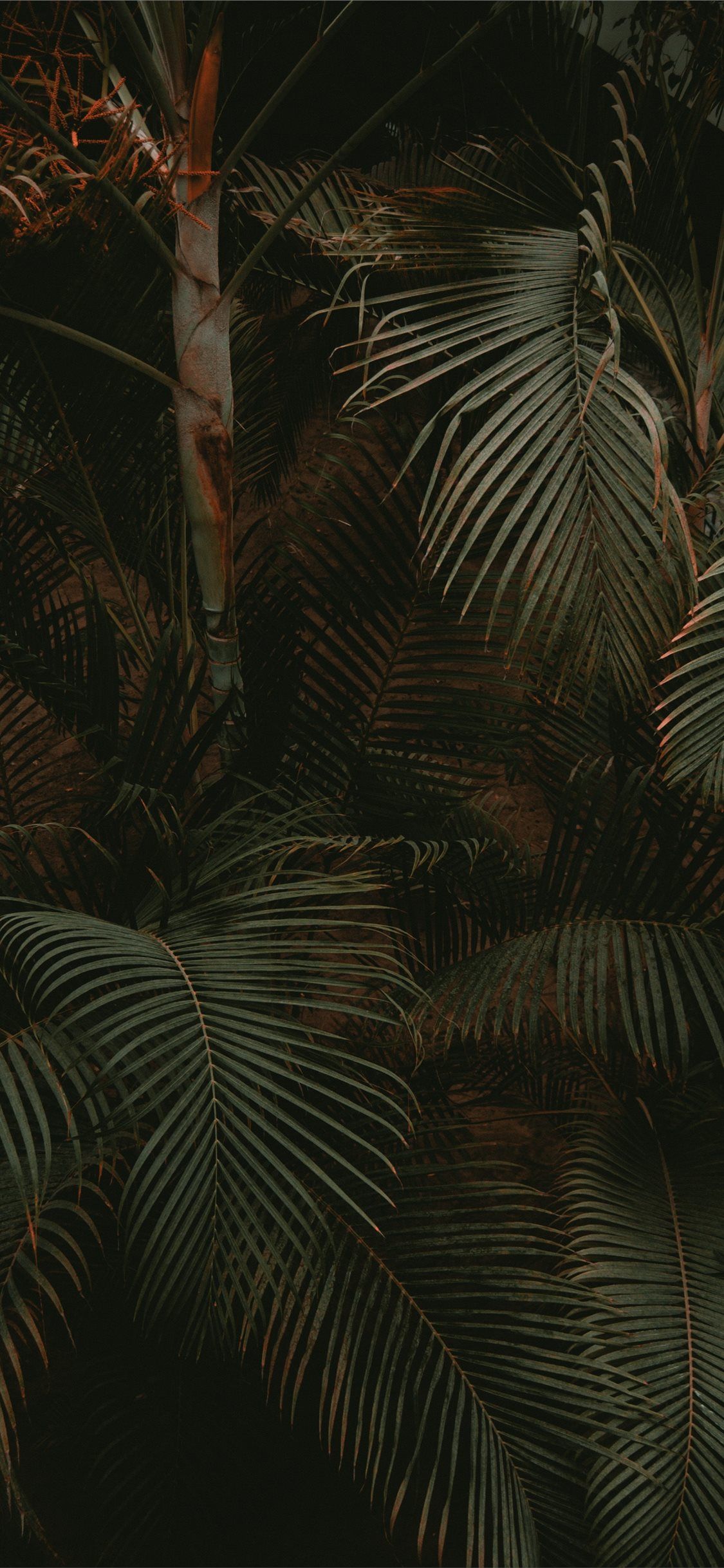 A phone wallpaper of a dark forest with palm leaves - Mexico