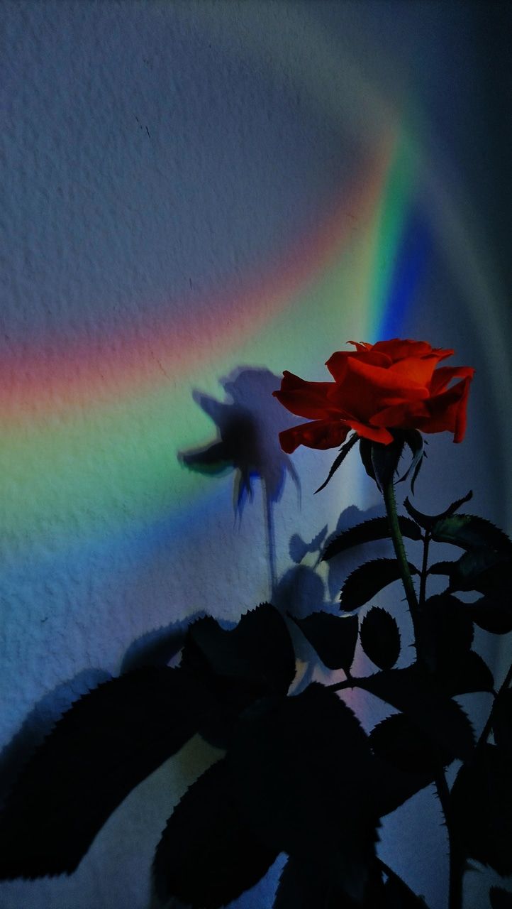 A rose is in front of the rainbow - Rainbows