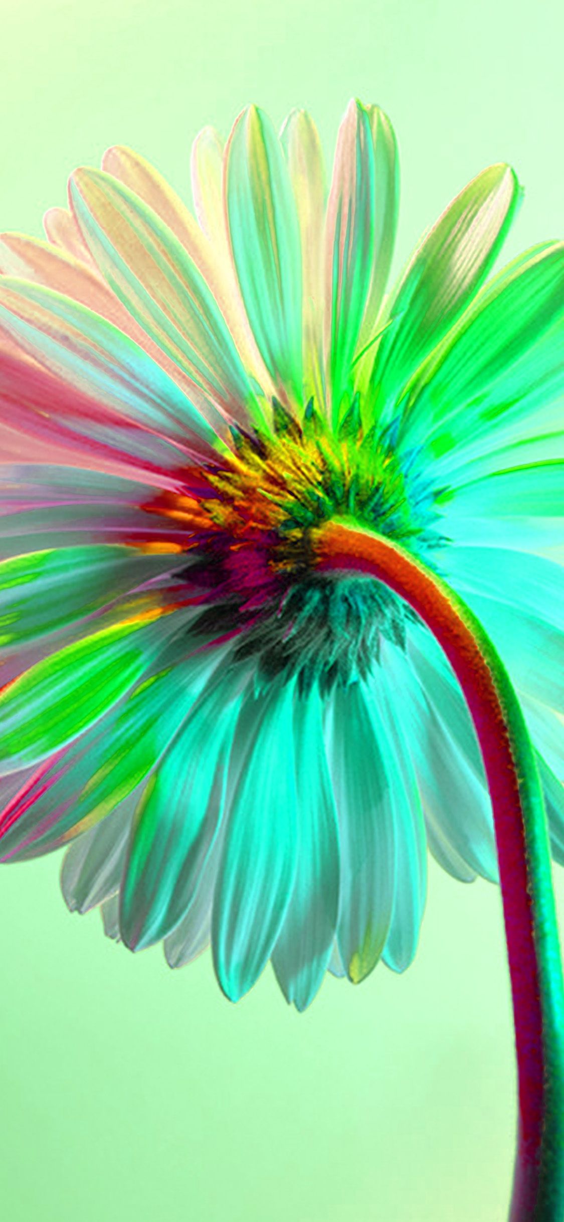 A colorful flower on a green background - Rainbows