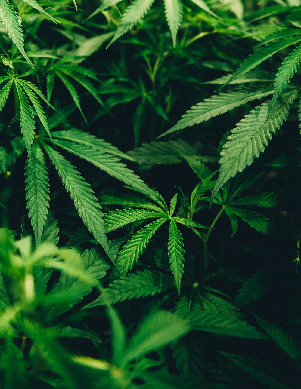 A close up of marijuana leaves - Weed