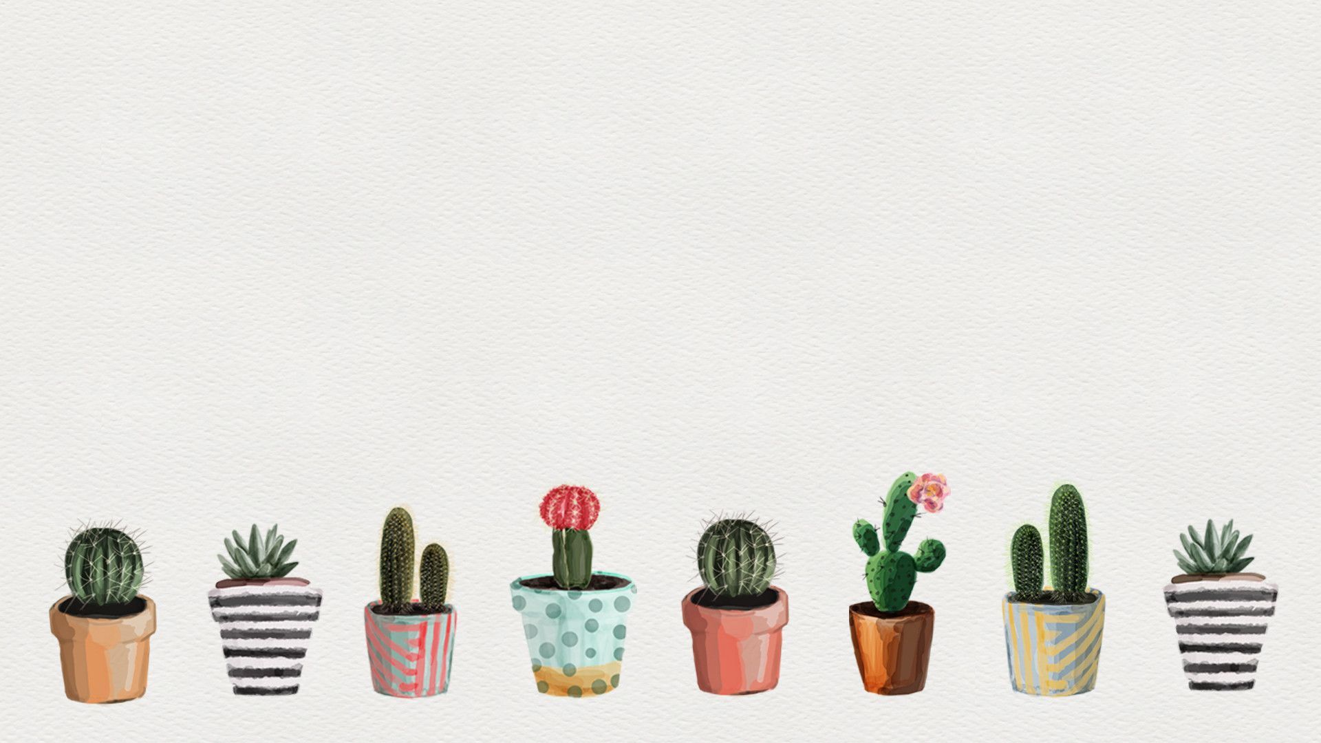 A row of different types of cacti in pots - Cactus, plants, succulent