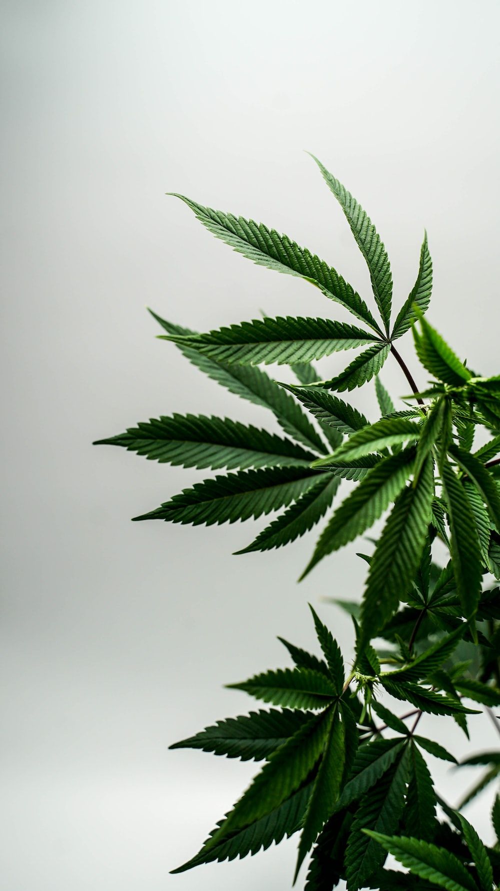 A close up of a cannabis plant with a white background - Weed