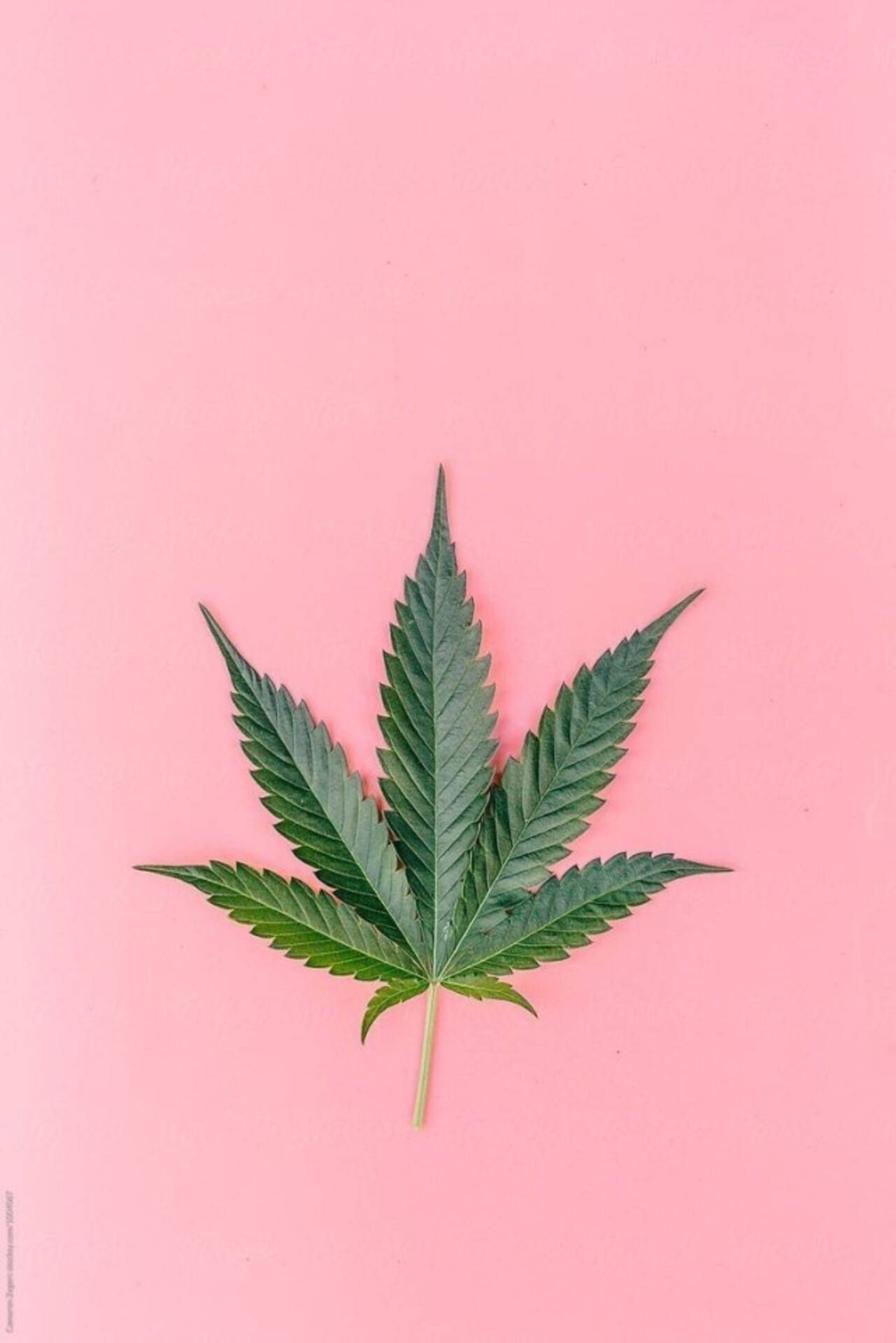 A single cannabis leaf on pink background - Weed