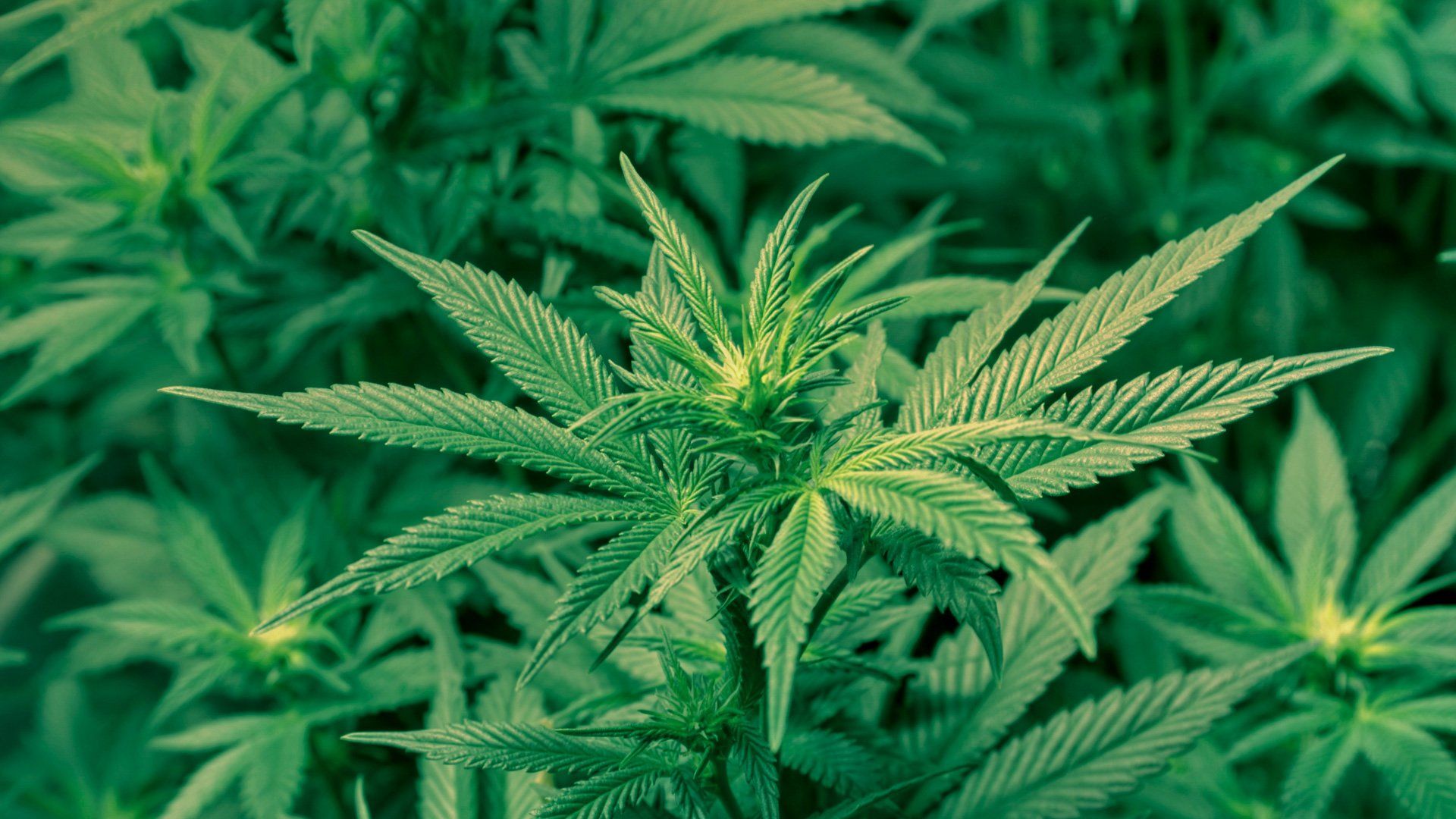 A close up of some marijuana plants - Weed