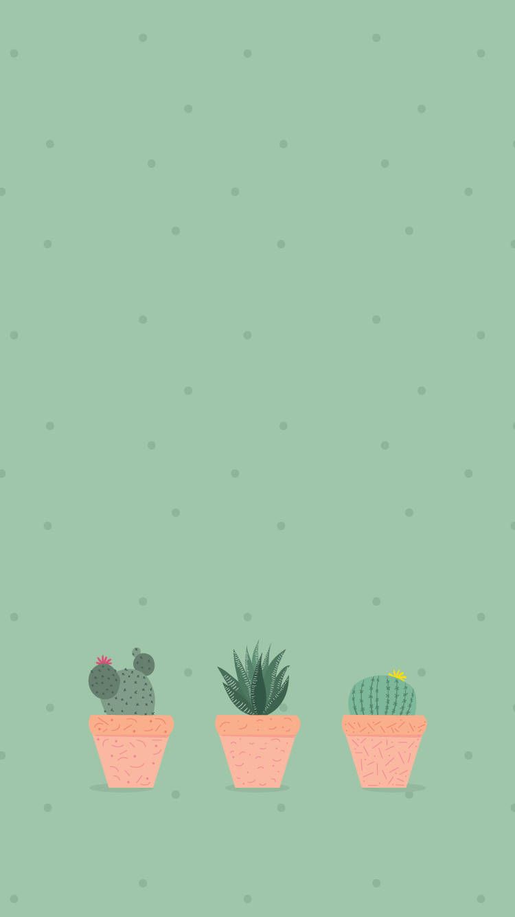Three little pots of cactus on a green background - Cactus