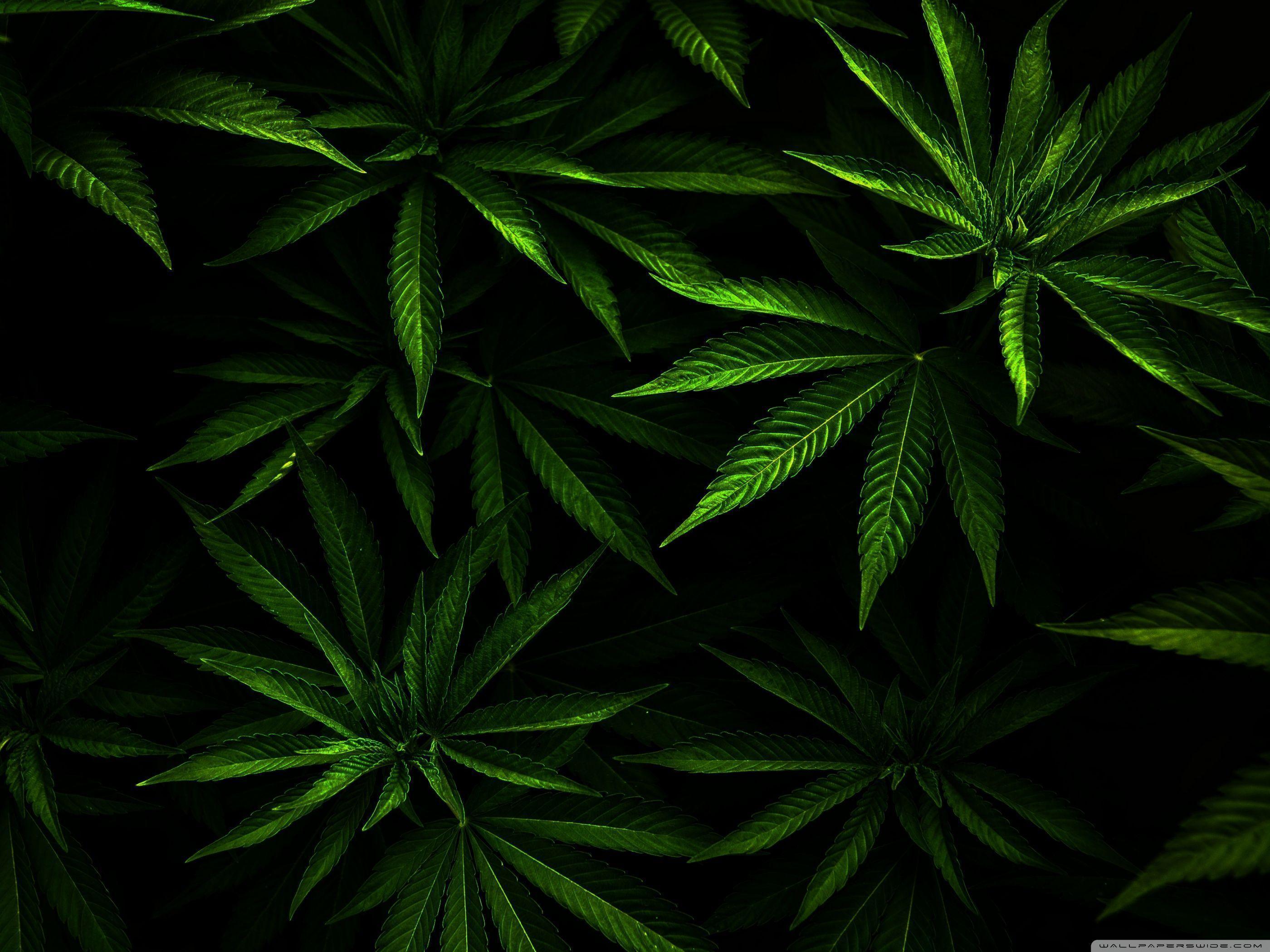 A close up of some green leaves - Weed