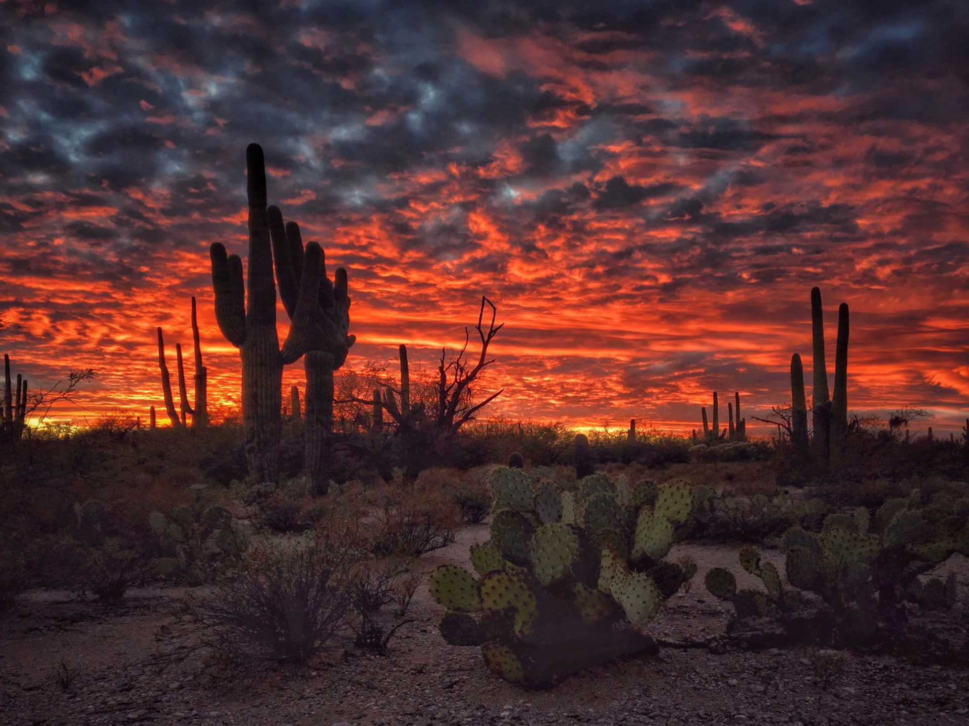 A beautiful desert sunset with clouds and cacti. - Sunset, landscape, desert