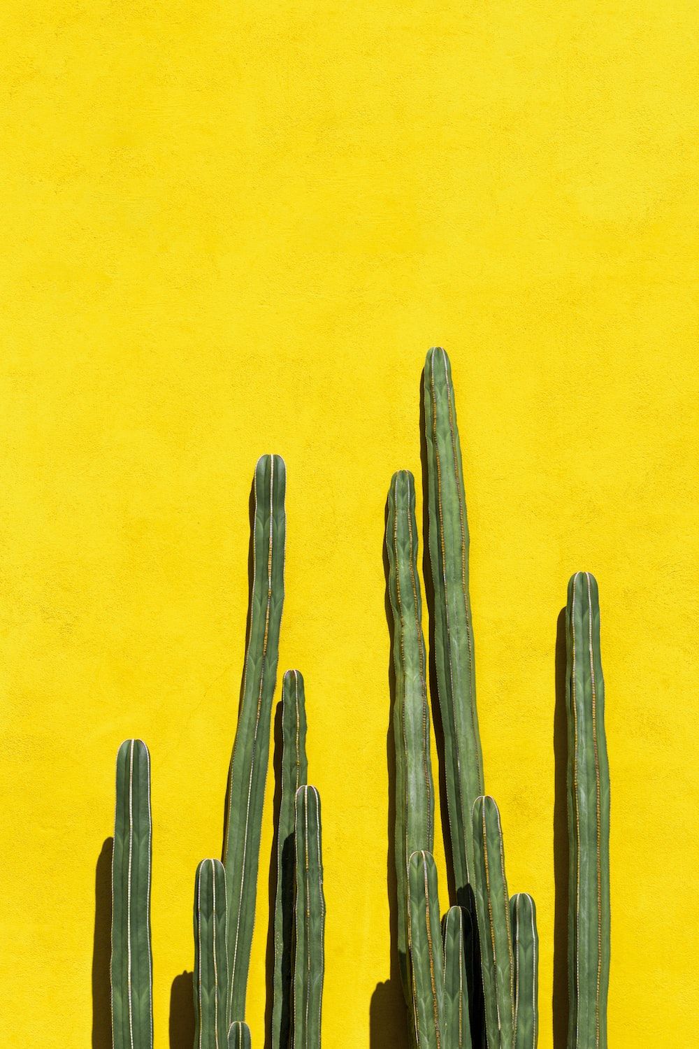 Cactus Wallpaper: Free HD Download [HQ]