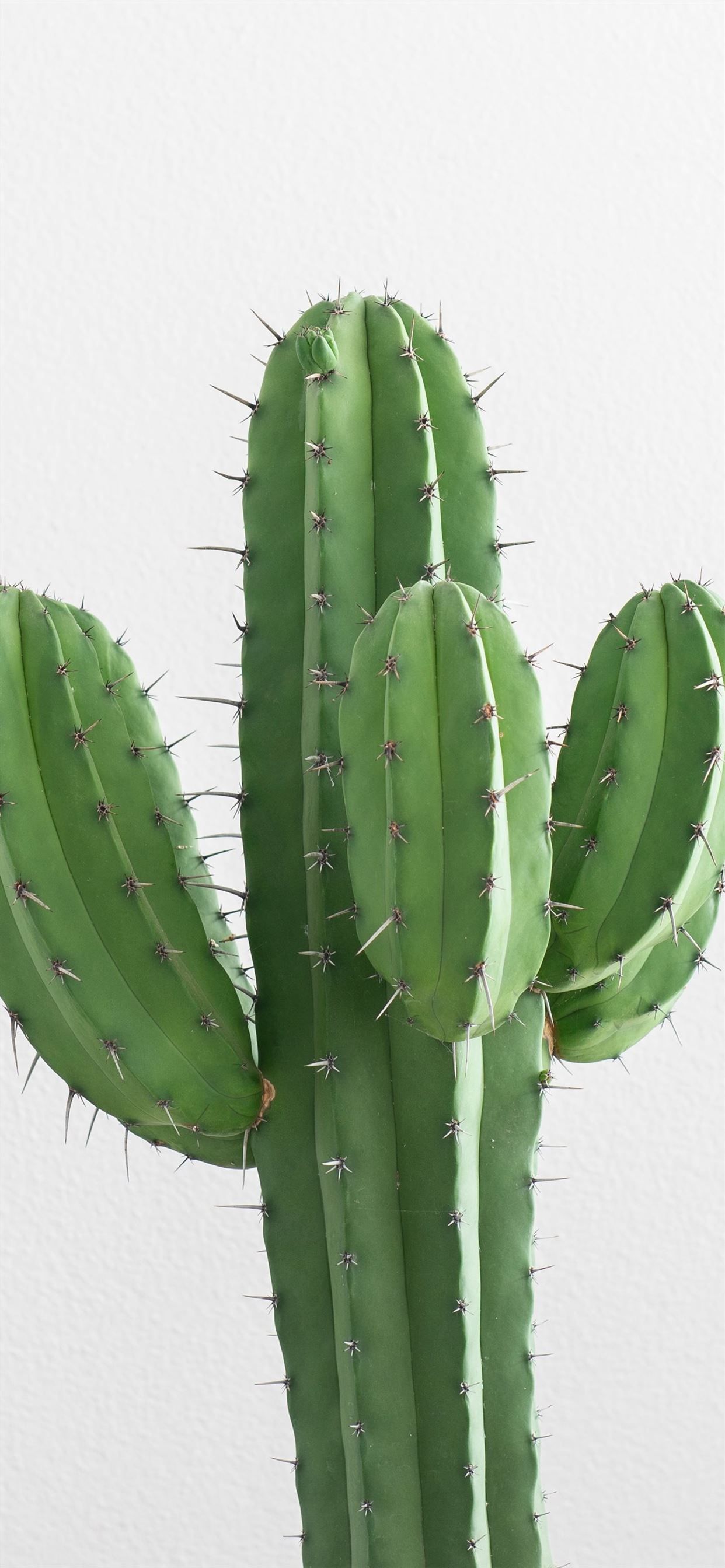 A cactus with large spines on a white background - Cactus