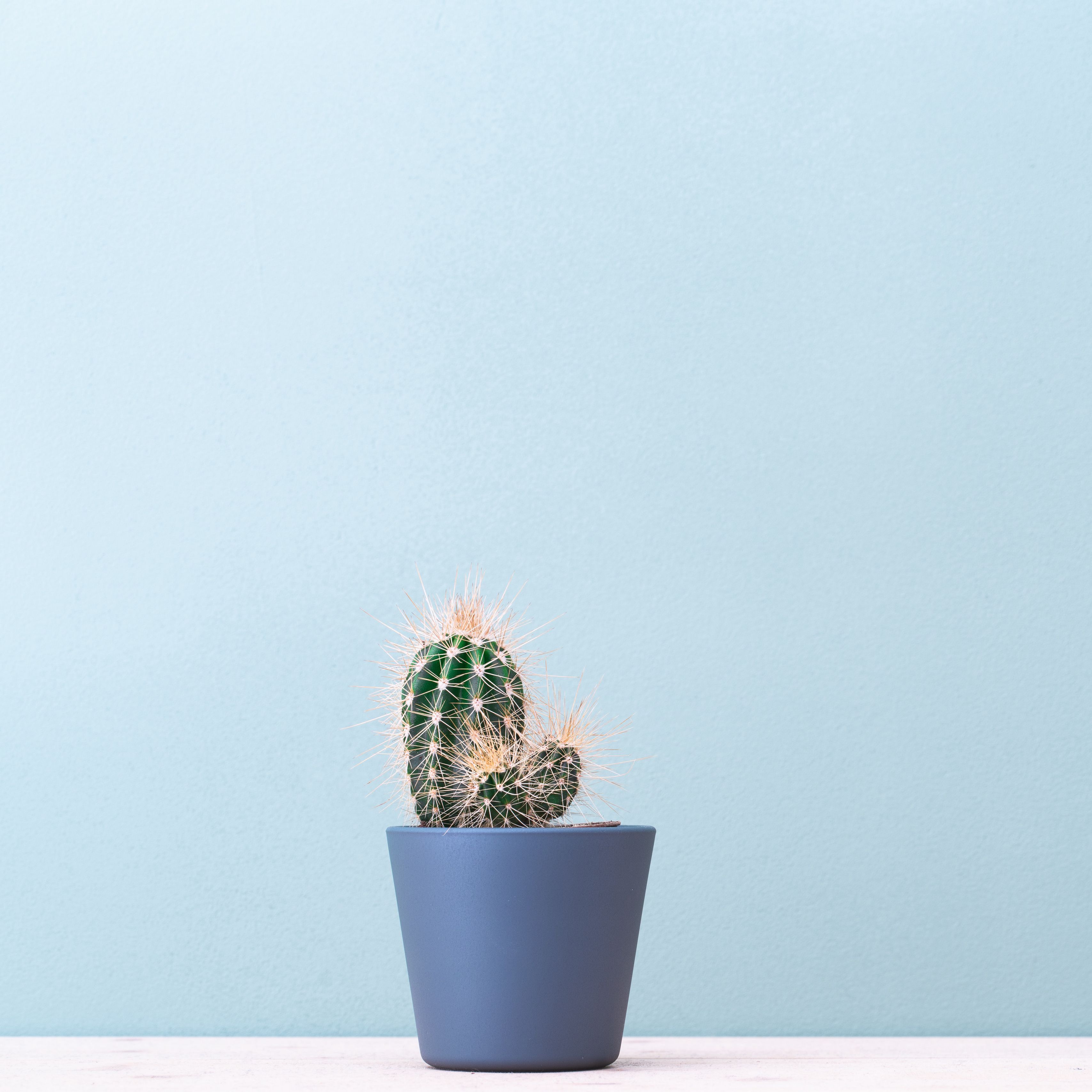 A small cactus plant in blue pot - Cactus