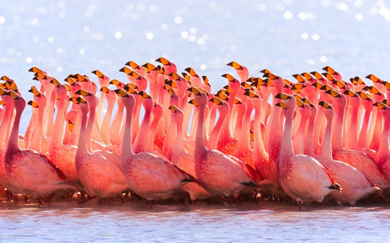 A flock of flamingos standing in the water. - Flamingo