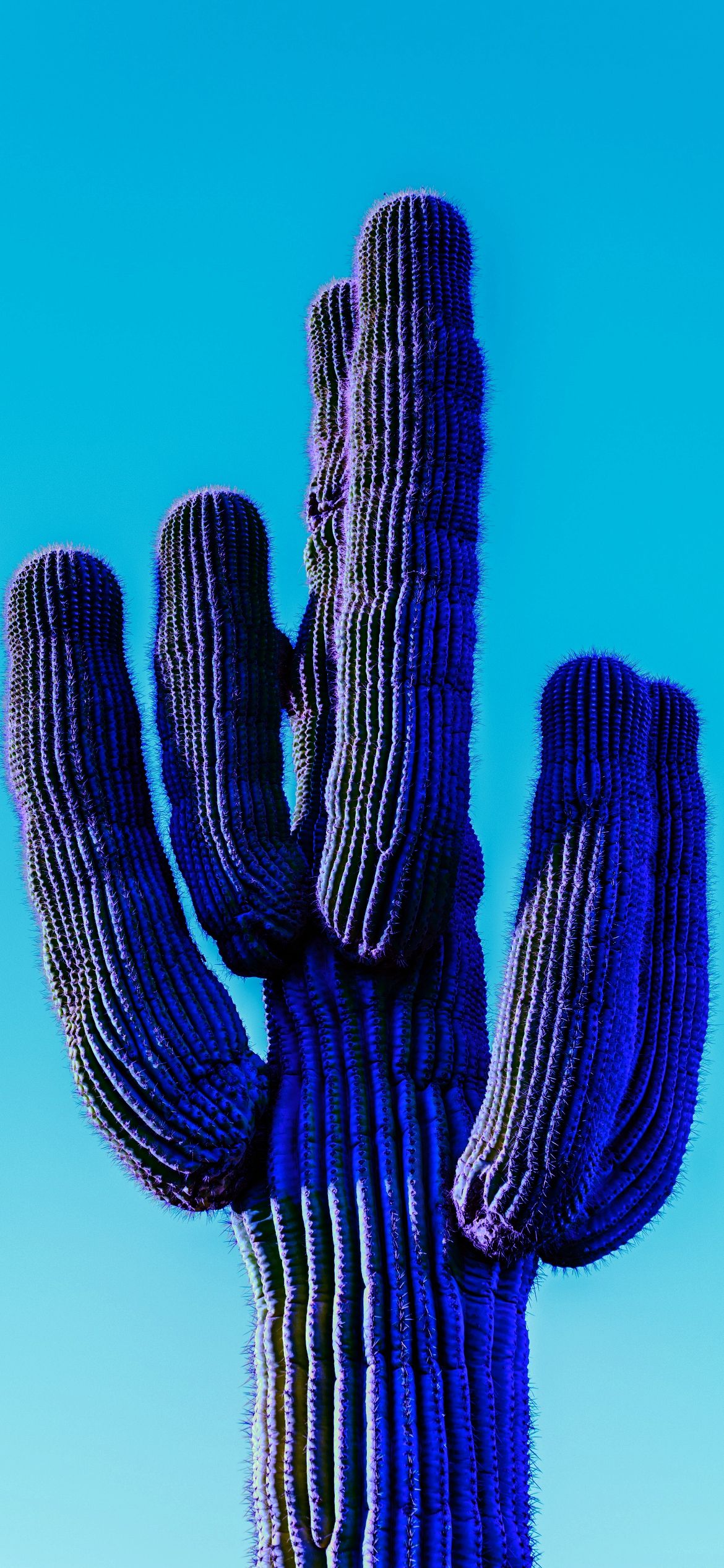 A blue cactus with a blue sky in the background - Cactus