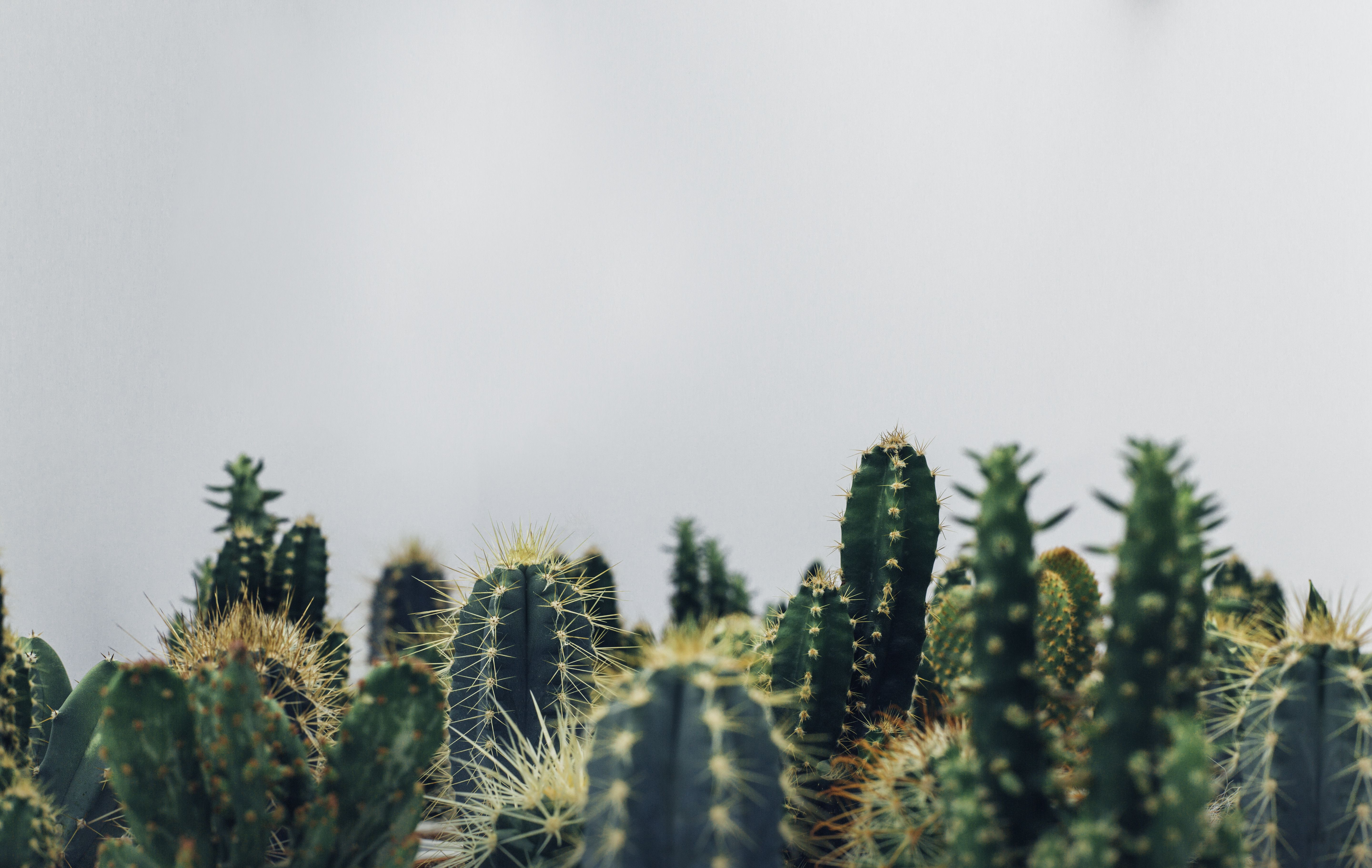 A close up of a group of cacti in front of a white wall - Cactus