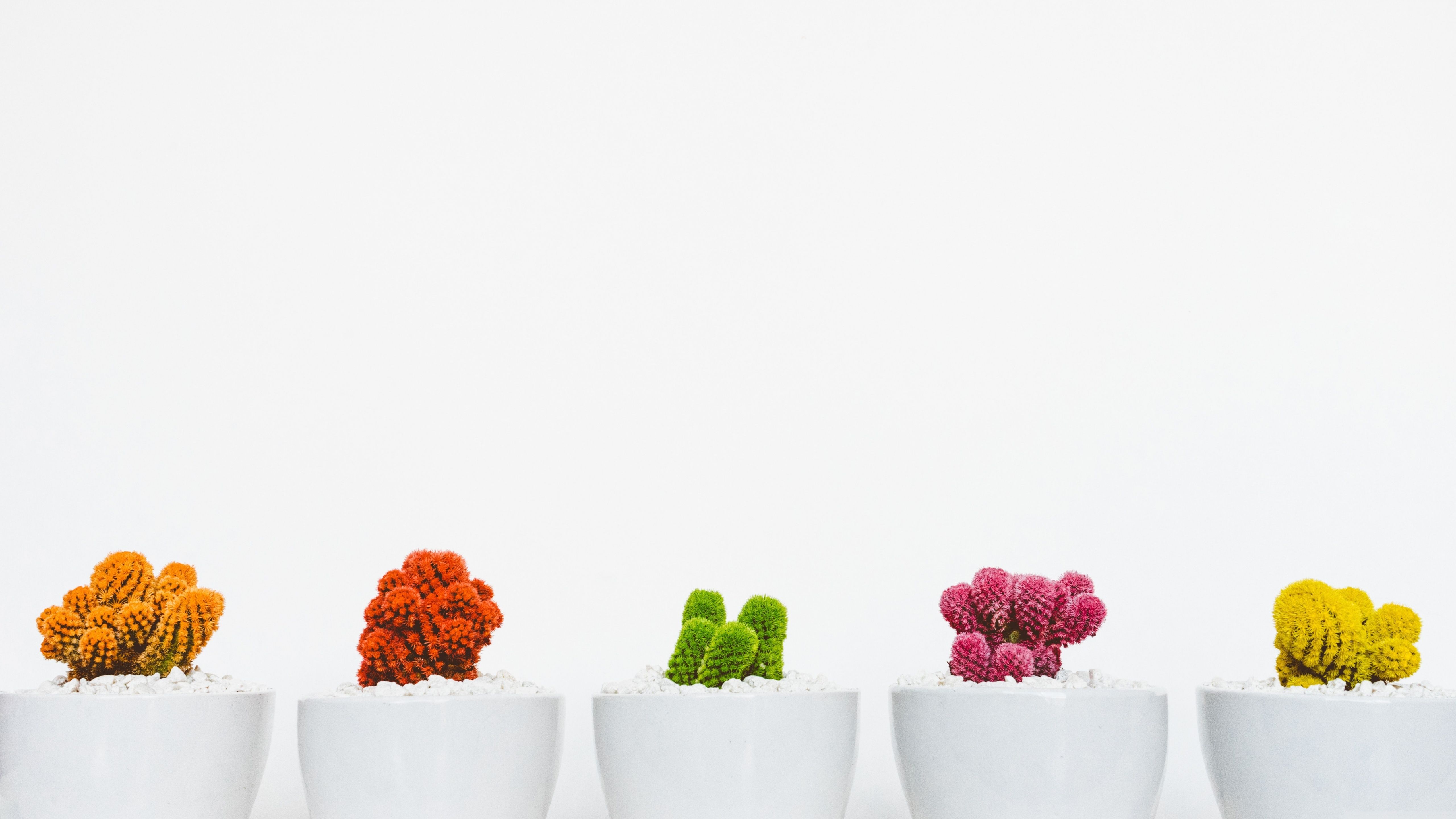 A row of small pots with cacti in them - Cactus