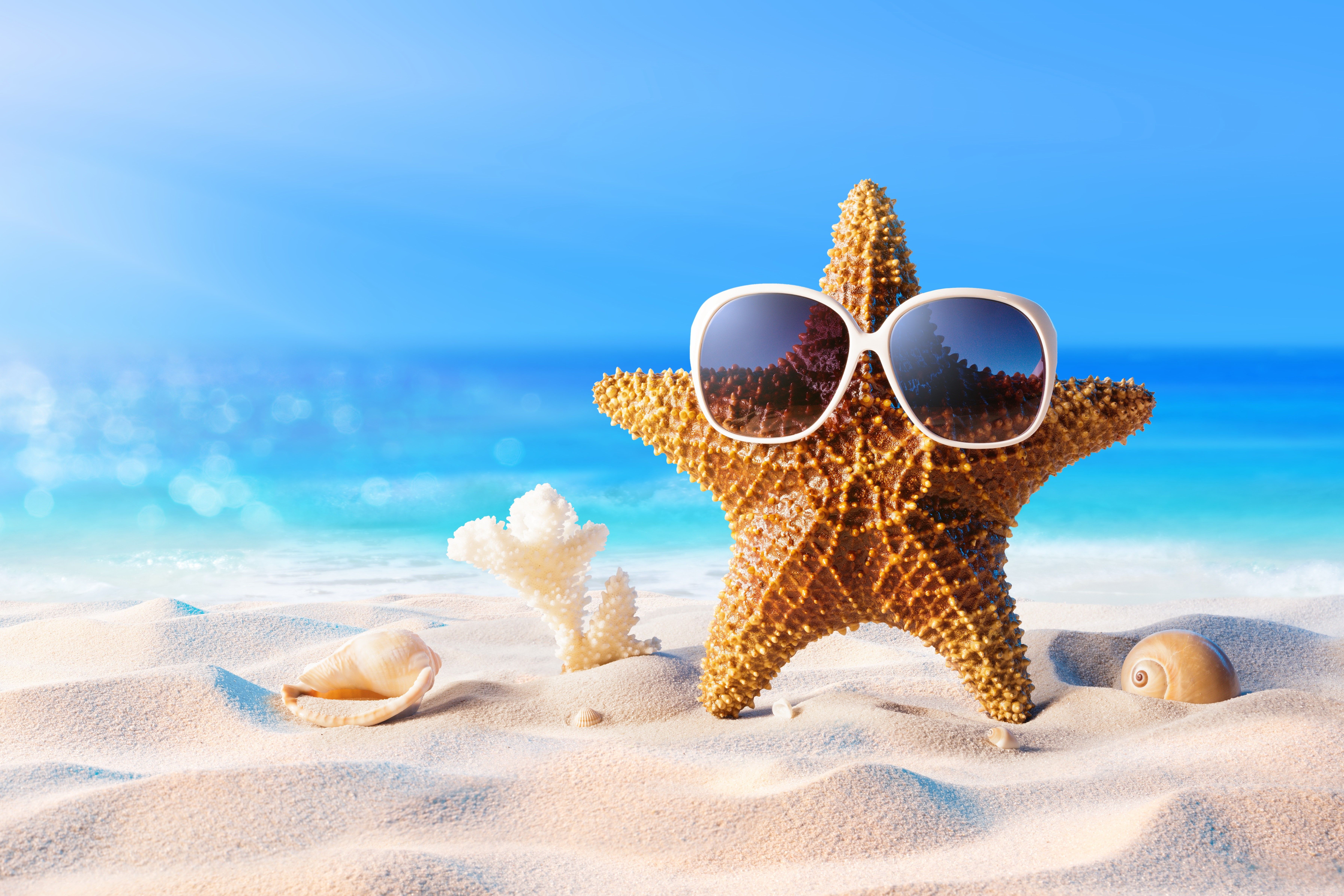 Starfish wearing sunglasses on a beach - Starfish