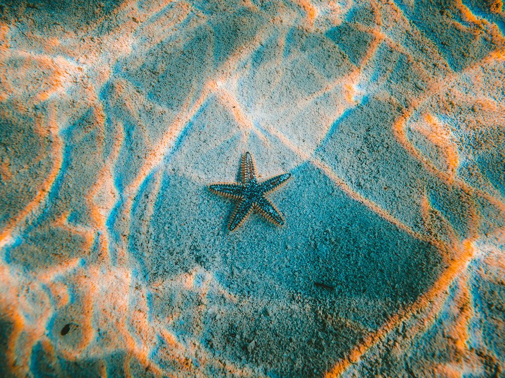 A starfish on the sandy ocean floor - Starfish