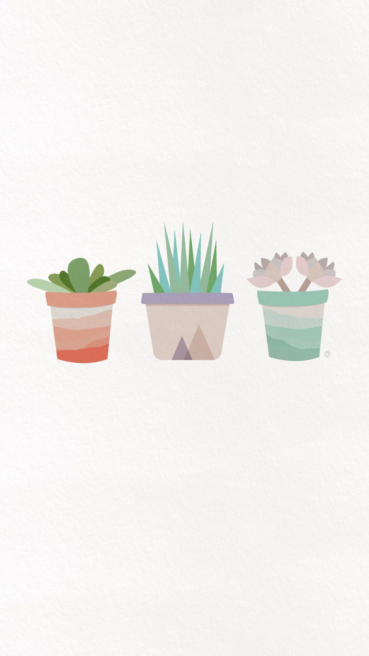 3 potted plants on a white background - Cactus, succulent