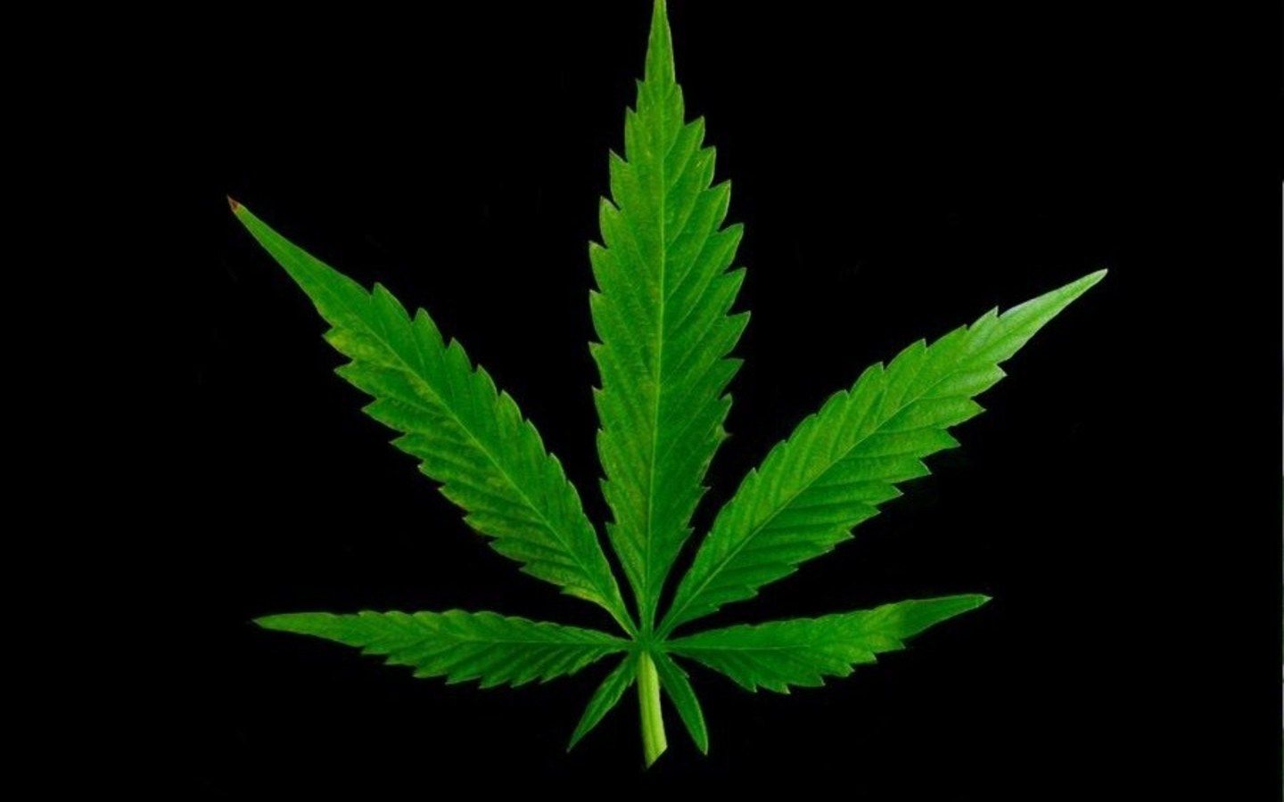 A marijuana leaf on black background - Weed