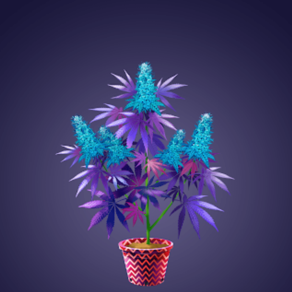 A potted plant with purple and blue leaves - Weed