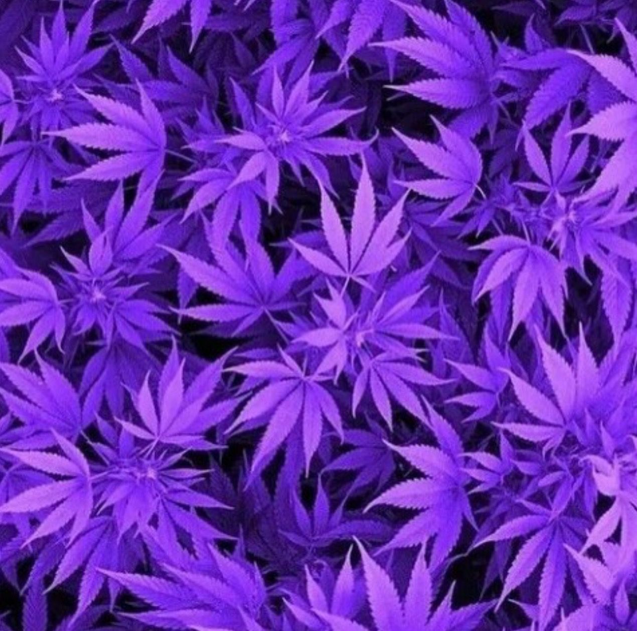 A close up of purple cannabis leaves - Weed