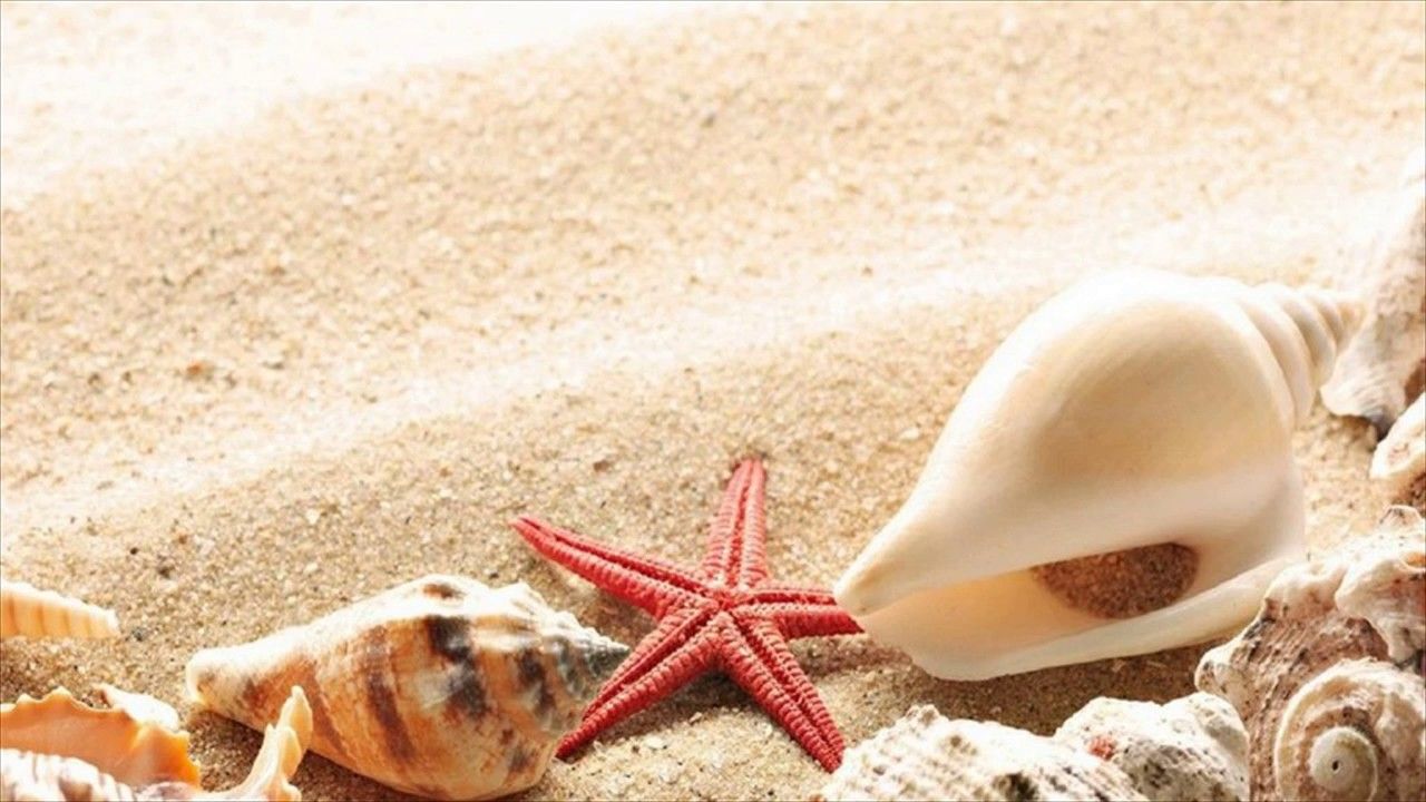 Shells and starfish on the sand - Starfish