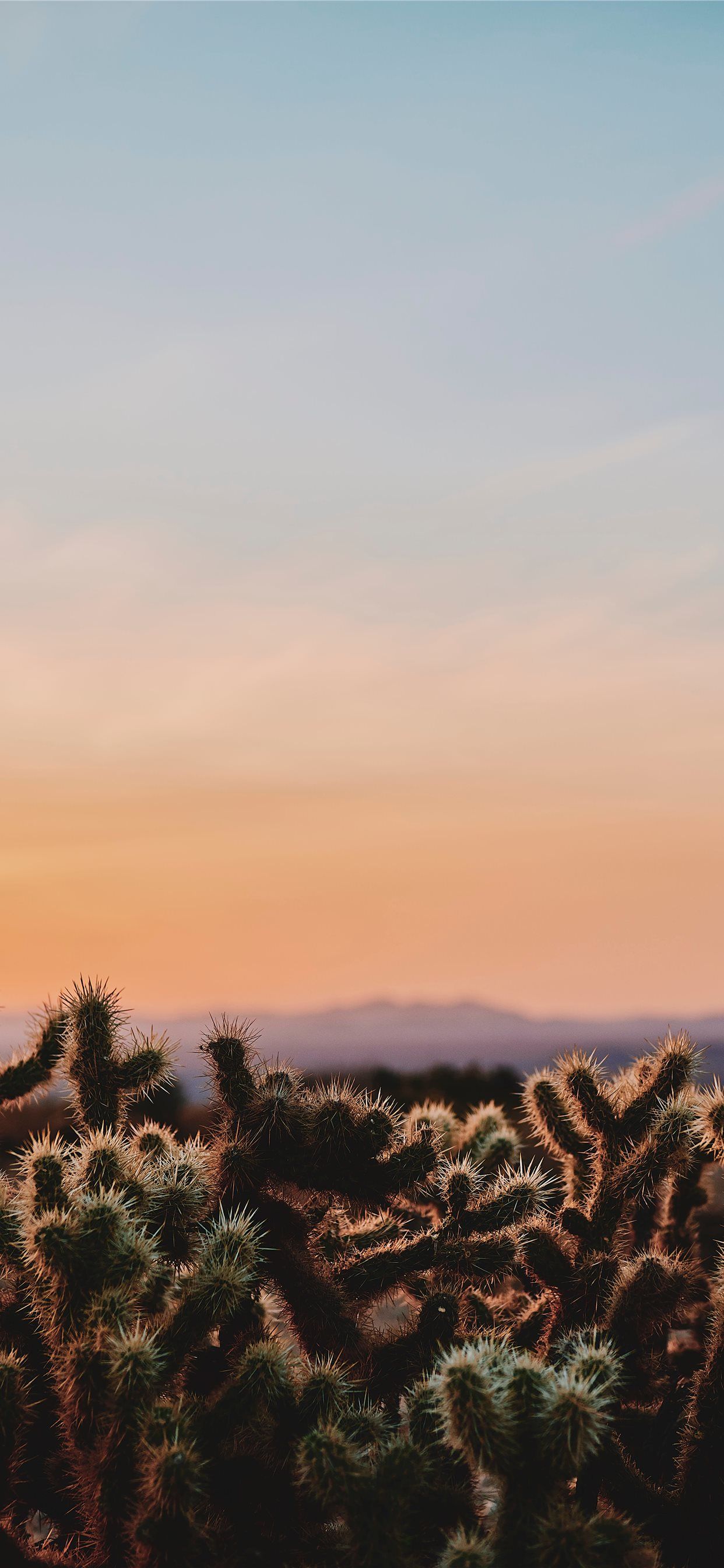 Cactus in the desert during sunset - Cactus