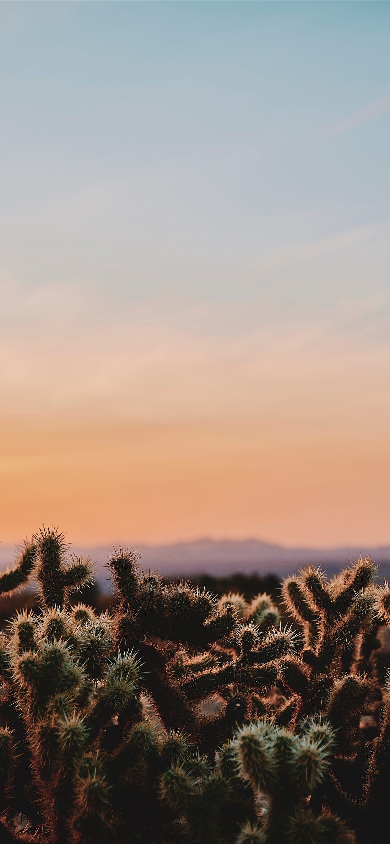 closeup photo of cactus under white and blue sky d. iPhone X Wallpaper Free Download