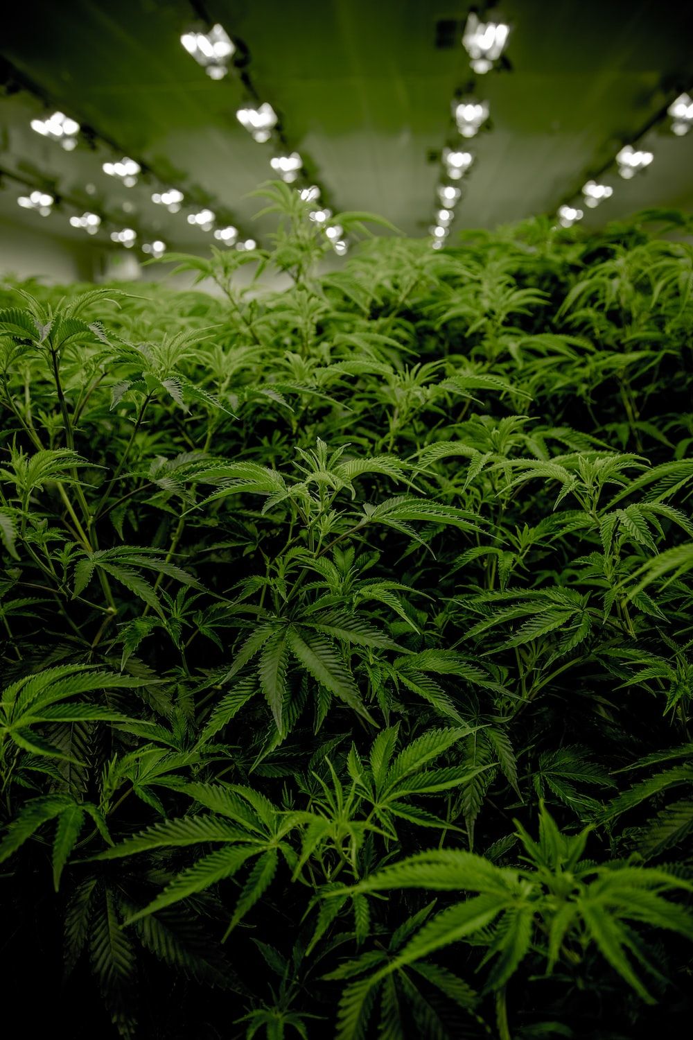 A large group of cannabis plants - Weed