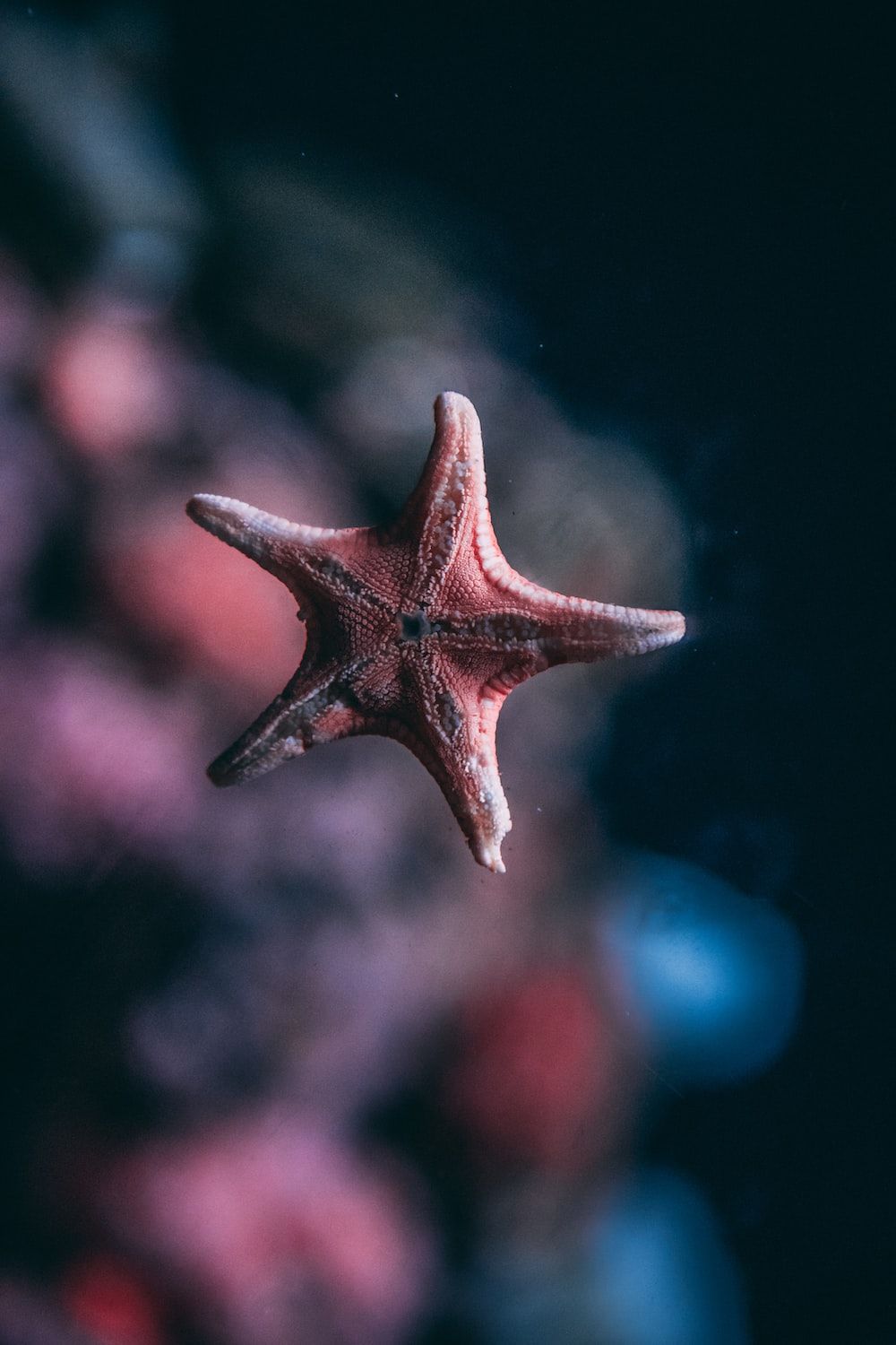 A starfish is floating in the water - Starfish