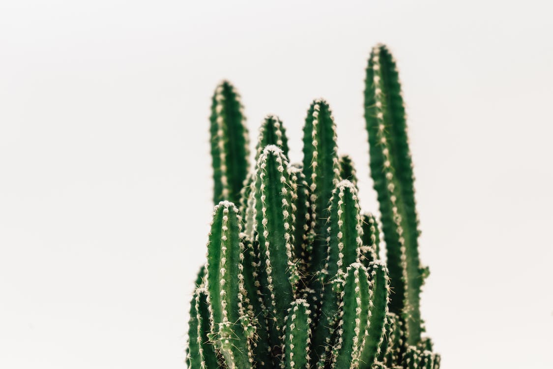 A cactus plant sitting in front of white background - Cactus