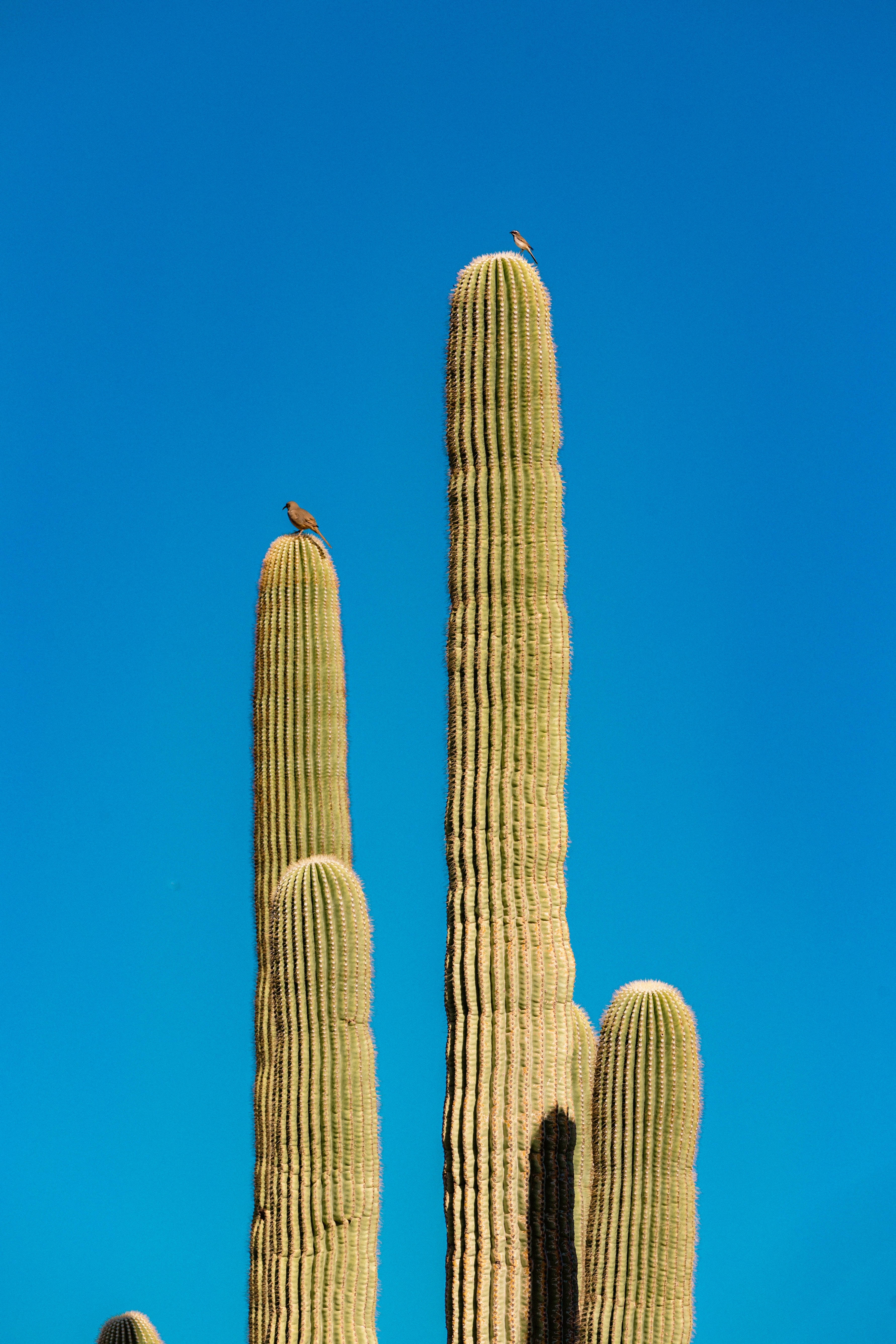 Download Blue Sky Cactus Plant Aesthetic Wallpaper
