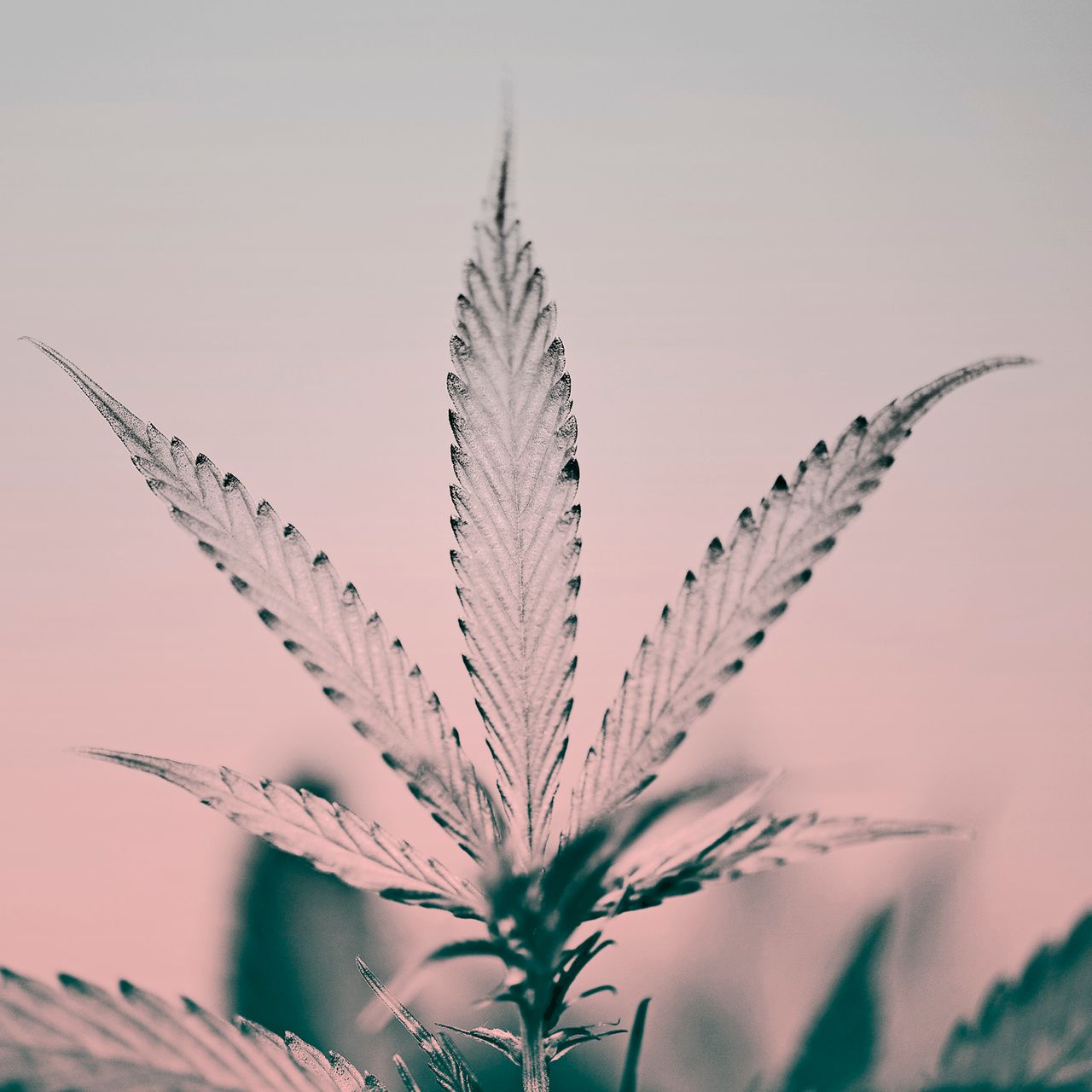 A close up of a cannabis plant with a pink background - Weed